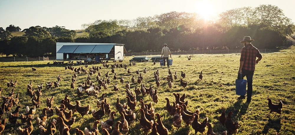 farmer standing near chickens